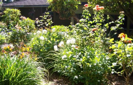 Shrubs and flowers