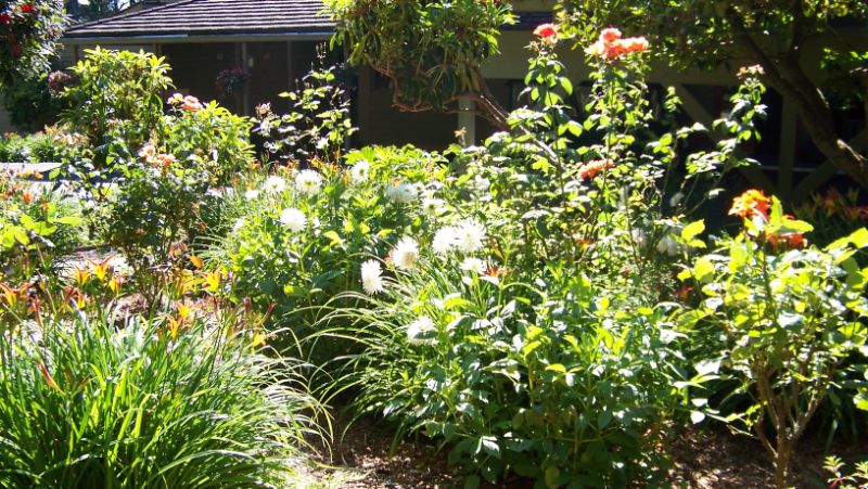 Shrubs and flowers