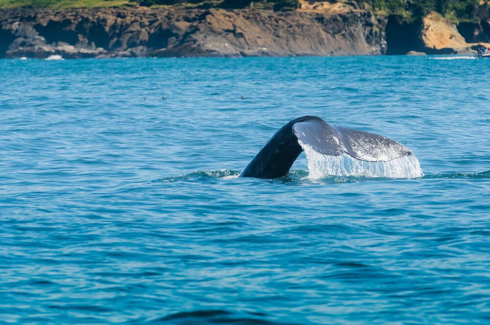 whale tour oregon coast