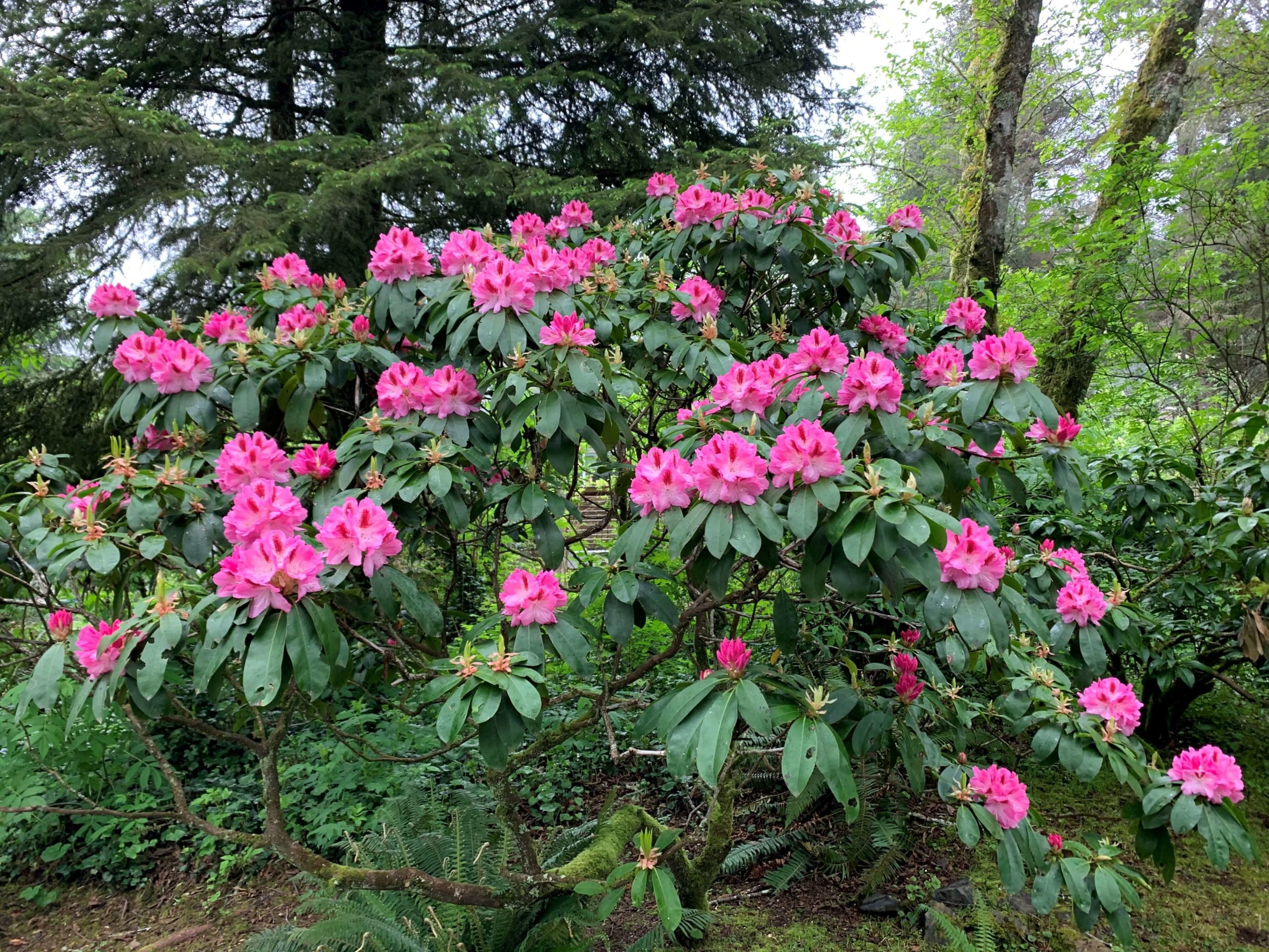 Blooming Rhododendrons at The Inn at Otter Crest. 