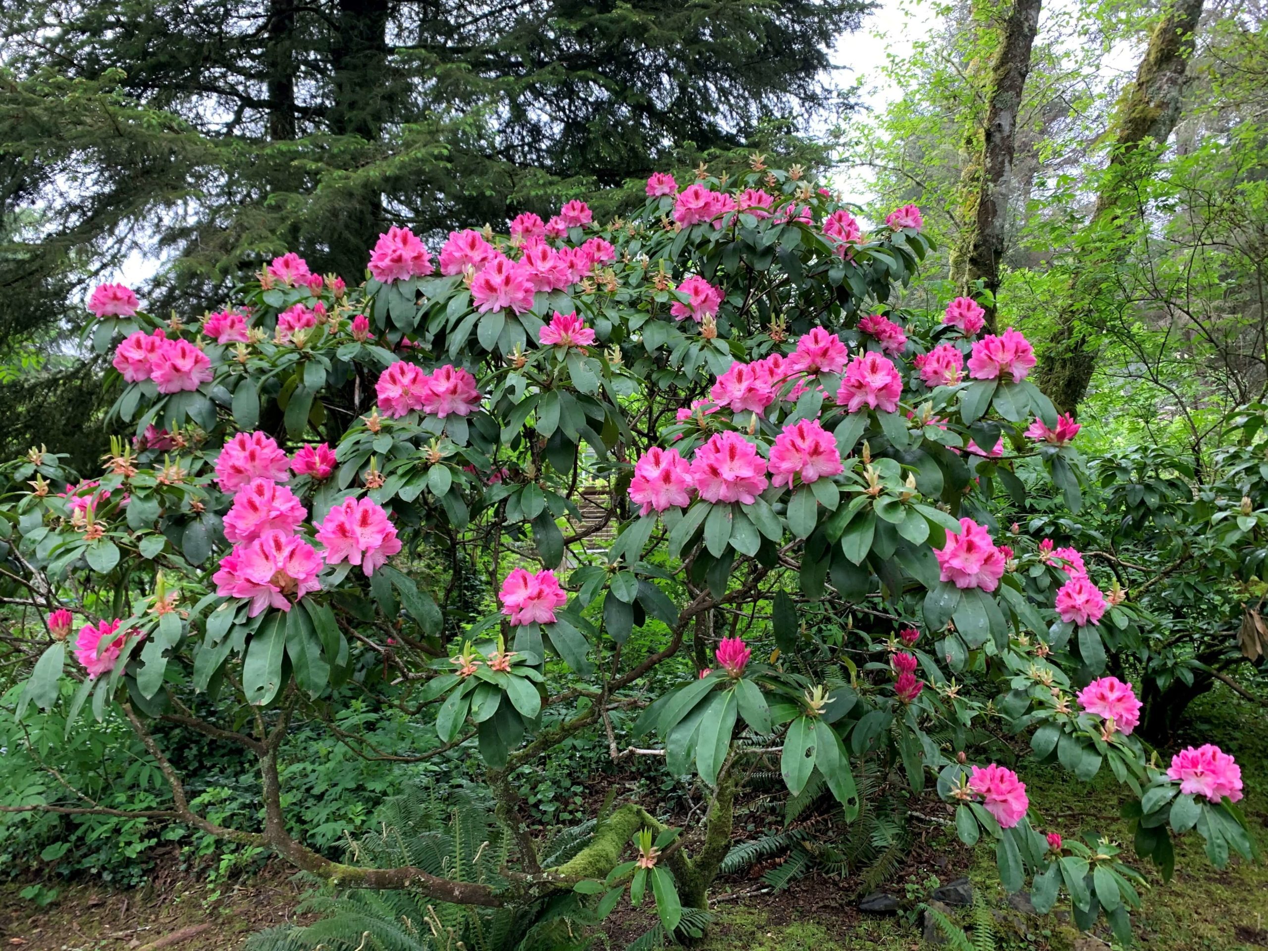 Blooming Rhododendrons at The Inn at Otter Crest.