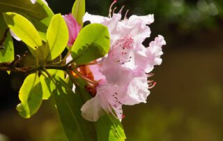 Rhododendron Wildflowers blooming on the Oregon Coast